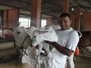 New calf (Bhima) New calf Bhima 300x225 New Calf is born in Gopals Goshala